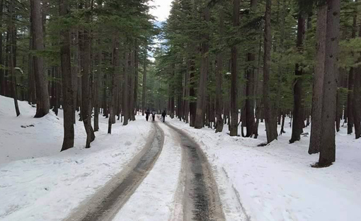 Ushu Forest, Kalam River Pakistan