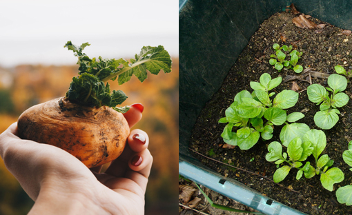 Planting Potatoes: A Step By Step At Home Guide