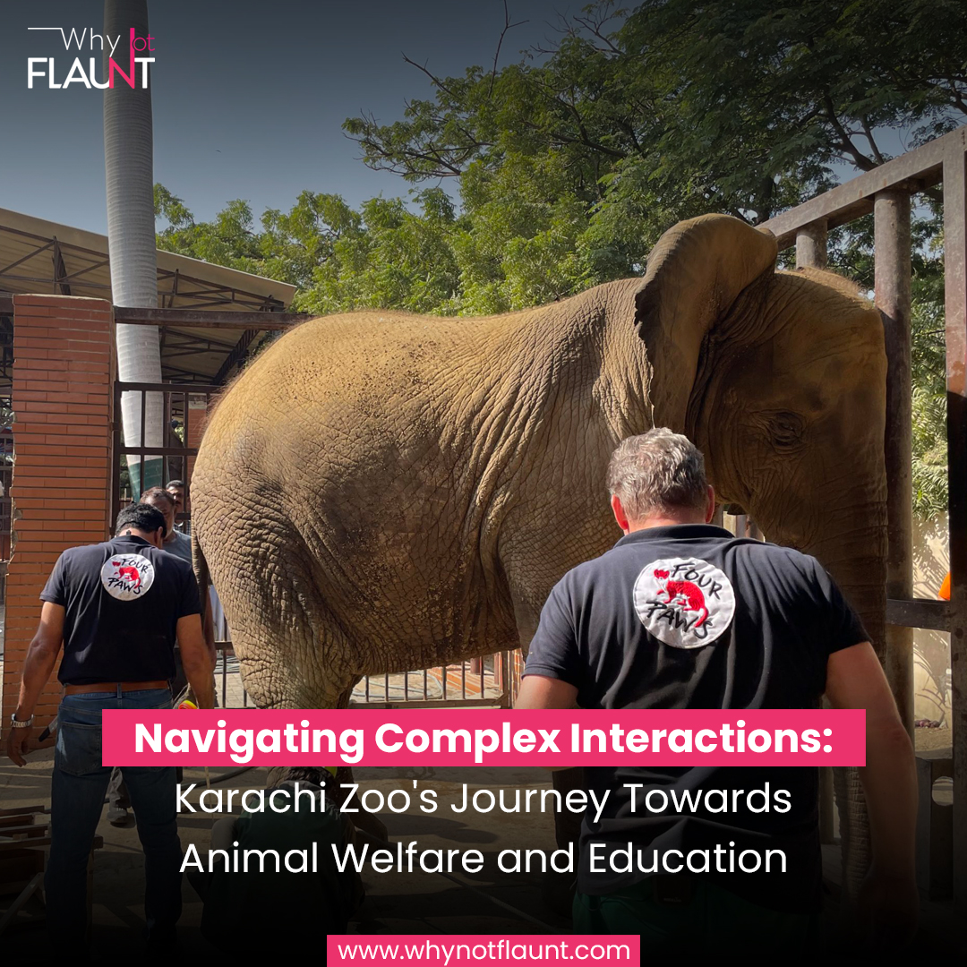 Navigating Animals Navigating Complex Interactions Karachi Zoo Journey Towards Animal ...